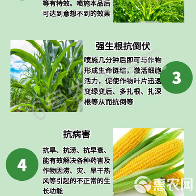 玉米專(zhuān)用葉面肥 科學(xué)施用“增產(chǎn)王”與增效劑，實(shí)現(xiàn)抗病高產(chǎn)